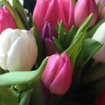 Mother's Day Tulips